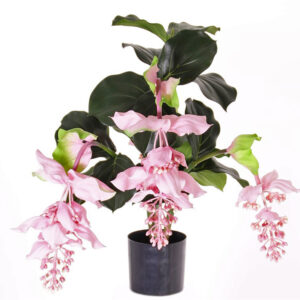 Kunstig Medinilla pink