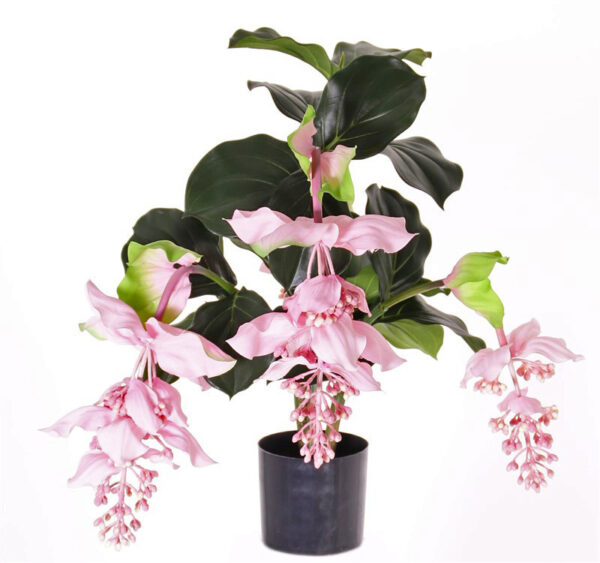 Kunstig Medinilla pink