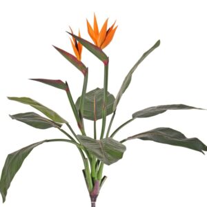 kunstig Strelitzia stilk