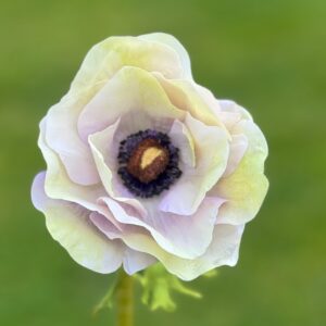 Fransk Anemone