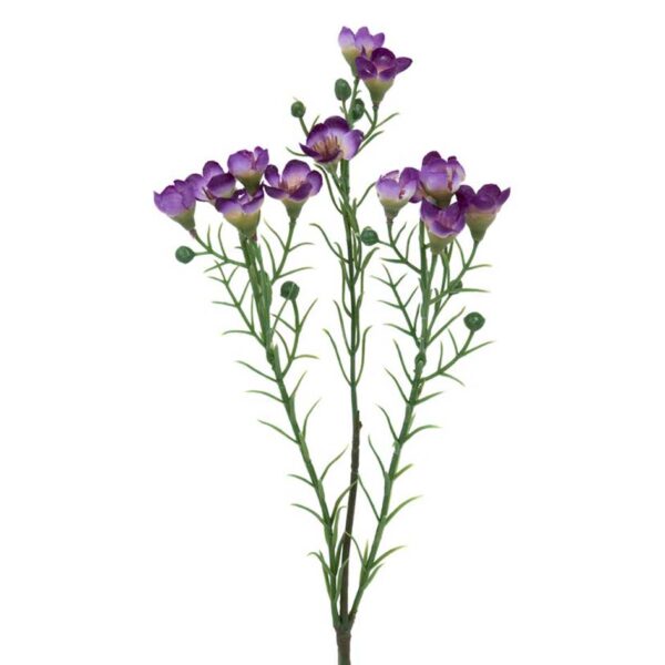 Vaxblomma