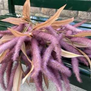 Amaranthus lilla