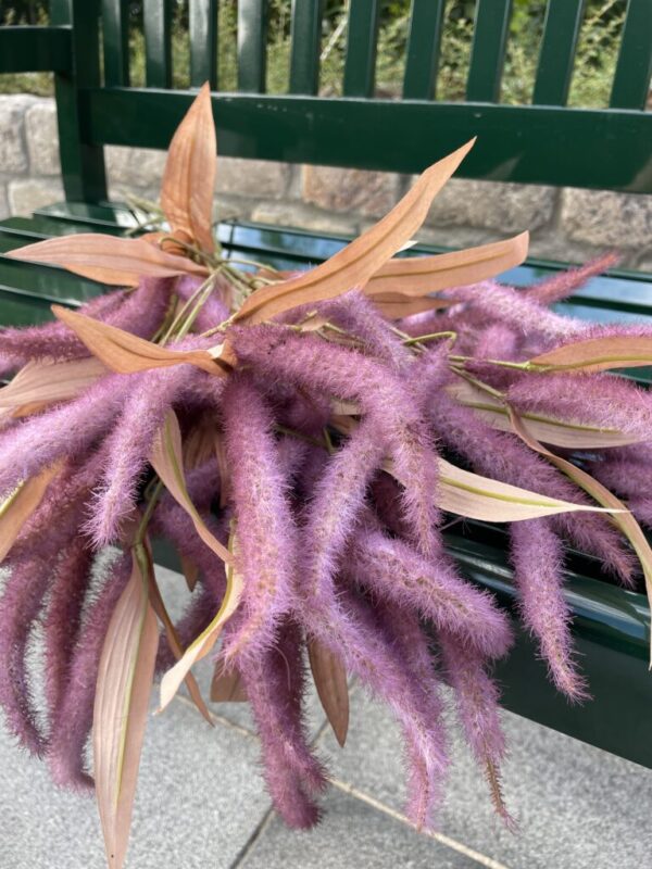 Amaranthus lilla