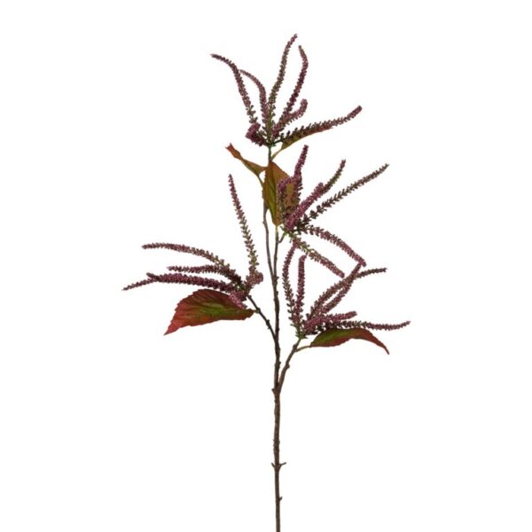 Amaranthus mørk lilla