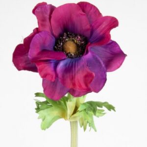 Fransk Anemone cerise