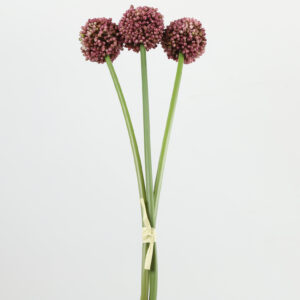 3 stk allium 807432