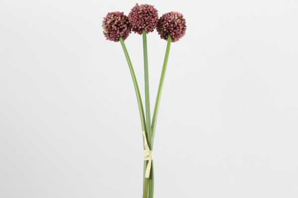 3 stk allium 807432