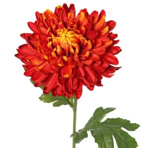 Chrysanthemum h 65 130351fo