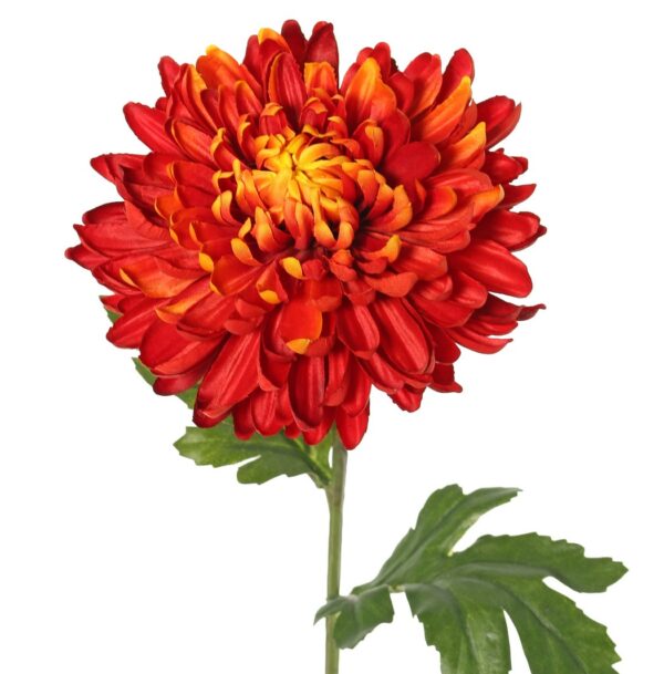 Chrysanthemum h 65 130351fo