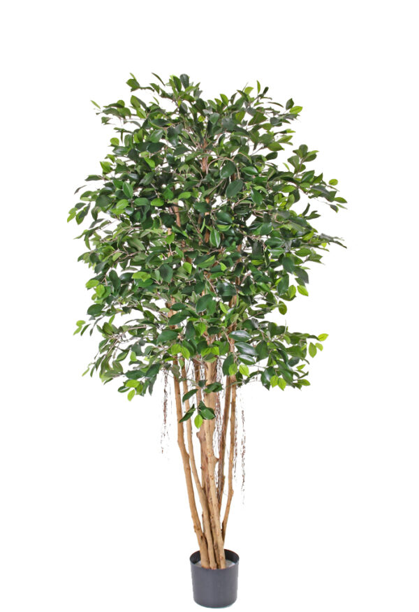 kunstig Ficus microcarpa TA-953180 180 cm