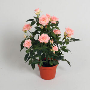 Rose i potte rosa LH-180-1-33 30cm