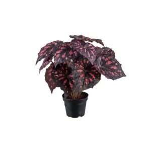 plante med rødt rexbegonia MP 2108-85-1