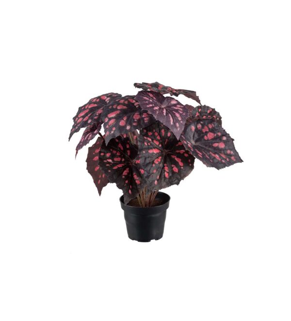 plante med rødt rexbegonia MP 2108-85-1