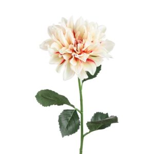 80437 h72 dahlia creme rosa