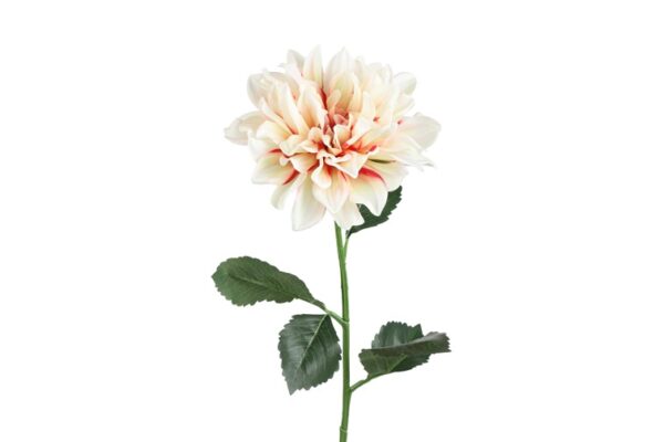 80437 h72 dahlia creme rosa