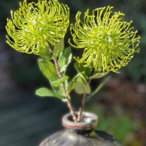 Kunstig Protea Nålepude (Leucospermum cordifolium)